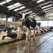 Producers urged to optimise nutrition to prevent lameness